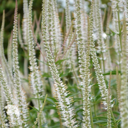 Вероникаструм виргинский (белый)