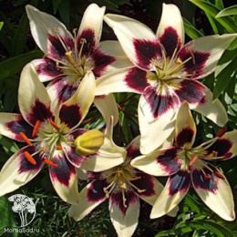 Лилия Азиатская Танго Патриция Прайд