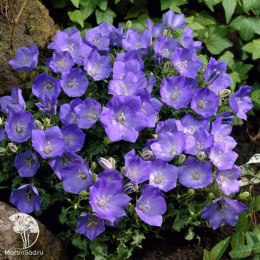 Колокольчик Эльф (карпатский, голубой)