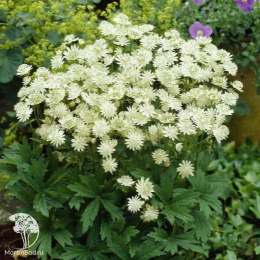 Астранция крупная Альба