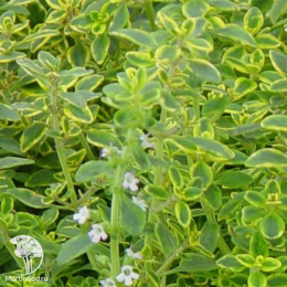 Набор для мяса тимьян Голден Лемон + шалфей Руген