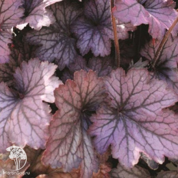 Гейхера Роуз Кварц