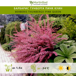 Барбарис тунберга Пинк Куин