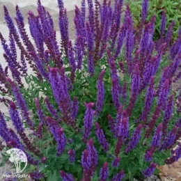 Шалфей дубравный Вайлеткенигин