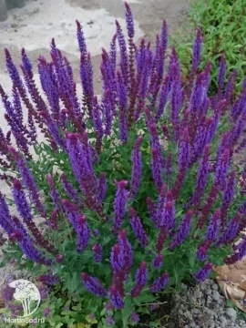 Фото Шалфей дубравный Вайлеткенигин
