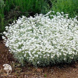 Ясколка войлочная Хрустальный водопад серия Альпийская горка