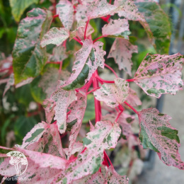 Клен полосатый Ред Фламинго