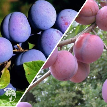 Фото Слива гибрид Этюд + Заречная Ранняя