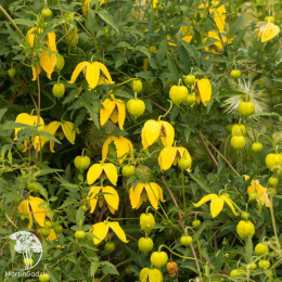 Клематис пильчатолистный Светлячок