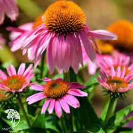 Эхинацея пурпурная