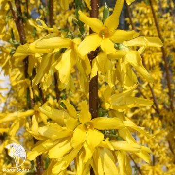 Фото Форзиция промежуточная Линвуд