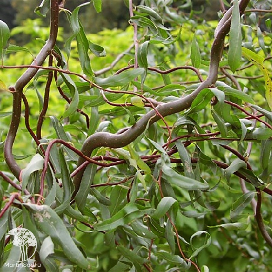 Ива змеевидная. Ива Извилистая Матсудана (Salix matsudana). Ива Матсудана Erythroflexuosa. Ива Вавилонская Тортуоза. Ива Уральская Извилистая плакучая.