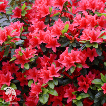 Фото Азалия японская Гейша Ред