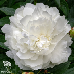 Пион молочноцветковый Эльза Сасс