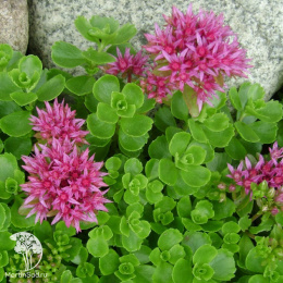 Седум Румянец ложный, серия Альпийская горка