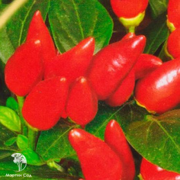 Перец кустарниковый Кармен 