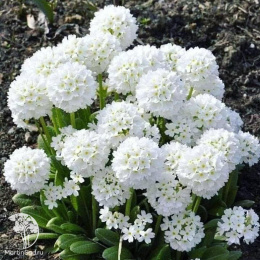 Примула мелкозубчатая Вайт