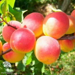 Абрикос обыкновенный Краснощекий + Ульянихинский