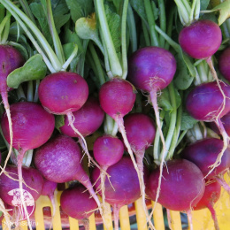 Редис Аметист