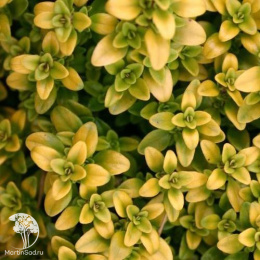 Набор для мяса тимьян Арчерс Голд + шалфей Руген