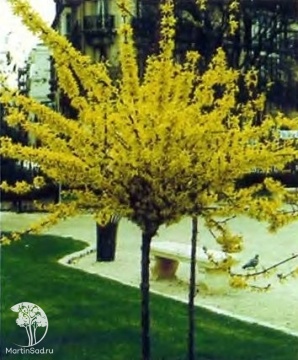 Фото Форзиция промежуточная Мари Д’Ор Куртазол на штамбе