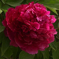 Фото Пион древовидный Сад в розовом сиянии