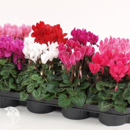 Цикламен (микс)