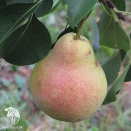 Груша Ириста