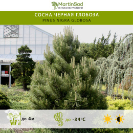 Сосна черная Глобоза