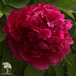 Фото Пион древовидный Сад в розовом сиянии