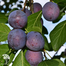 Слива гибрид Ренклод Колхозный + Яичная Синяя