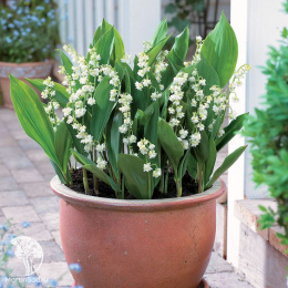  Ландыш майский Пролификанс махровый