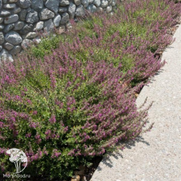 Дубравник обыкновенный