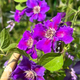 Клематис Ашва