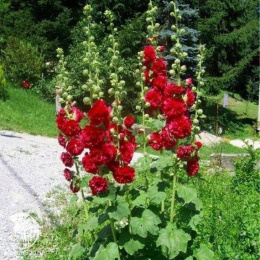 Мальва Чатерс Дабл Скарлет