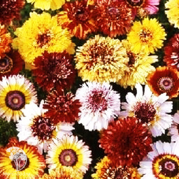 Хризантема Дунетти, смесь окрасок