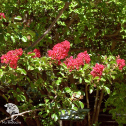 Лагерстремия индийская Ред Император