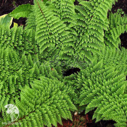 Многорядник щетинковый