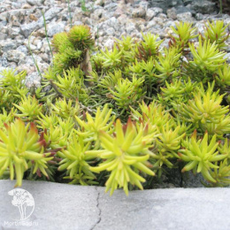 Седум седиформ Ауреум