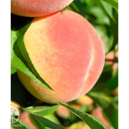 Персик Донской ранний
