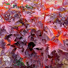 Пузыреплодник калинолистный Андре