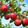 Яблоня гибрид Уэлси с яблоней Красное раннее фото 1 