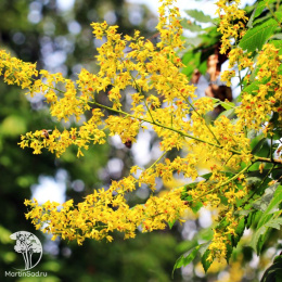 Кёльрейтерия метельчатая