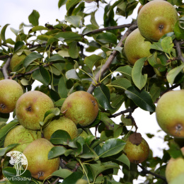 Груша гибрид Белорусская поздняя с грушей Яковлевская