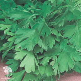 Набор семян Борщ 4 пак.+1 в подарок