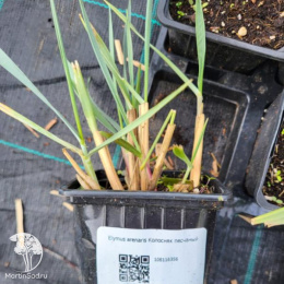 Колосняк песчаный