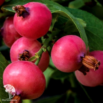 Фото Голубика высокорослая Пинк Блюберри