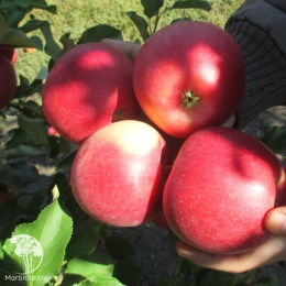 Яблоня Чемпион