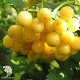 Калина обыкновенная Ксантокарпум