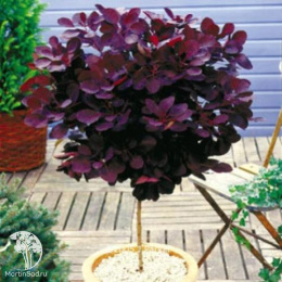 Скумпия Роял Перпл на штамбе